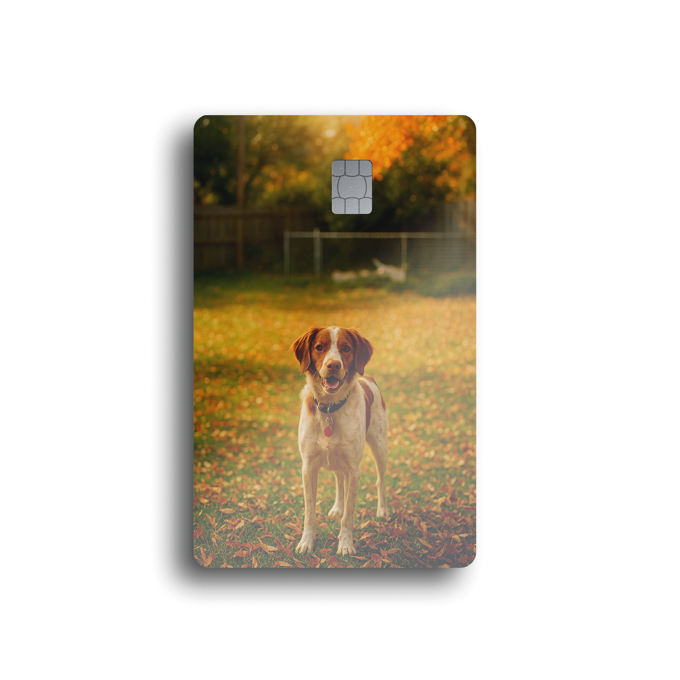 Autumn Brittany Spaniel Card Skin